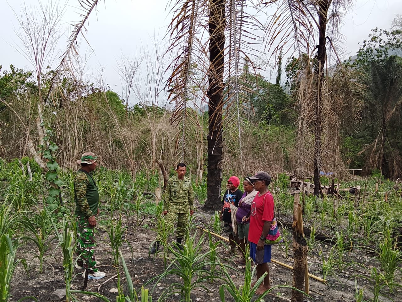 Satgas TMMD Berperan Penting dalam Pemberdayaan Petani Jagung di Yamboi