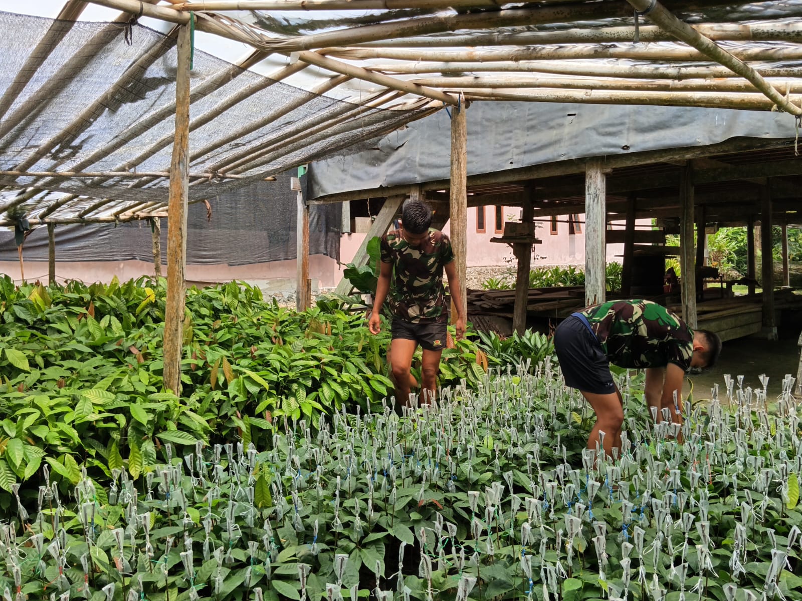 Belajar dari Petani Kakao: TNI Berbagi Ilmu di TMMD