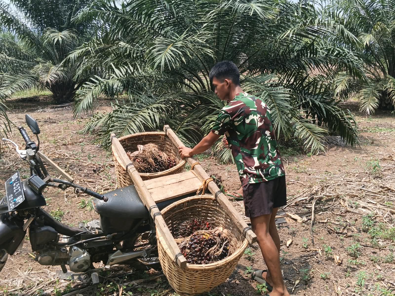 Kegiatan Bakti TNI: Membantu Angkut Hasil Panen Sawit di Luwu Timur