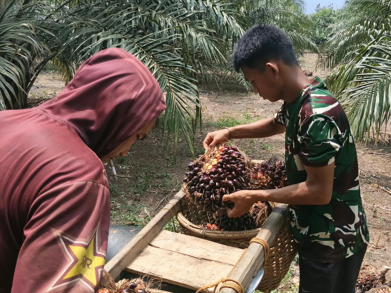 Personel TMMD Bantu Warga Dalam Pengangkutan Hasil Panen