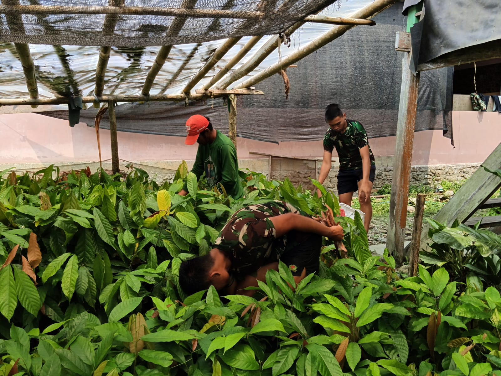 Tokoh Pertanian Cendana Ajari Satgas TMMD Budidaya Kakao