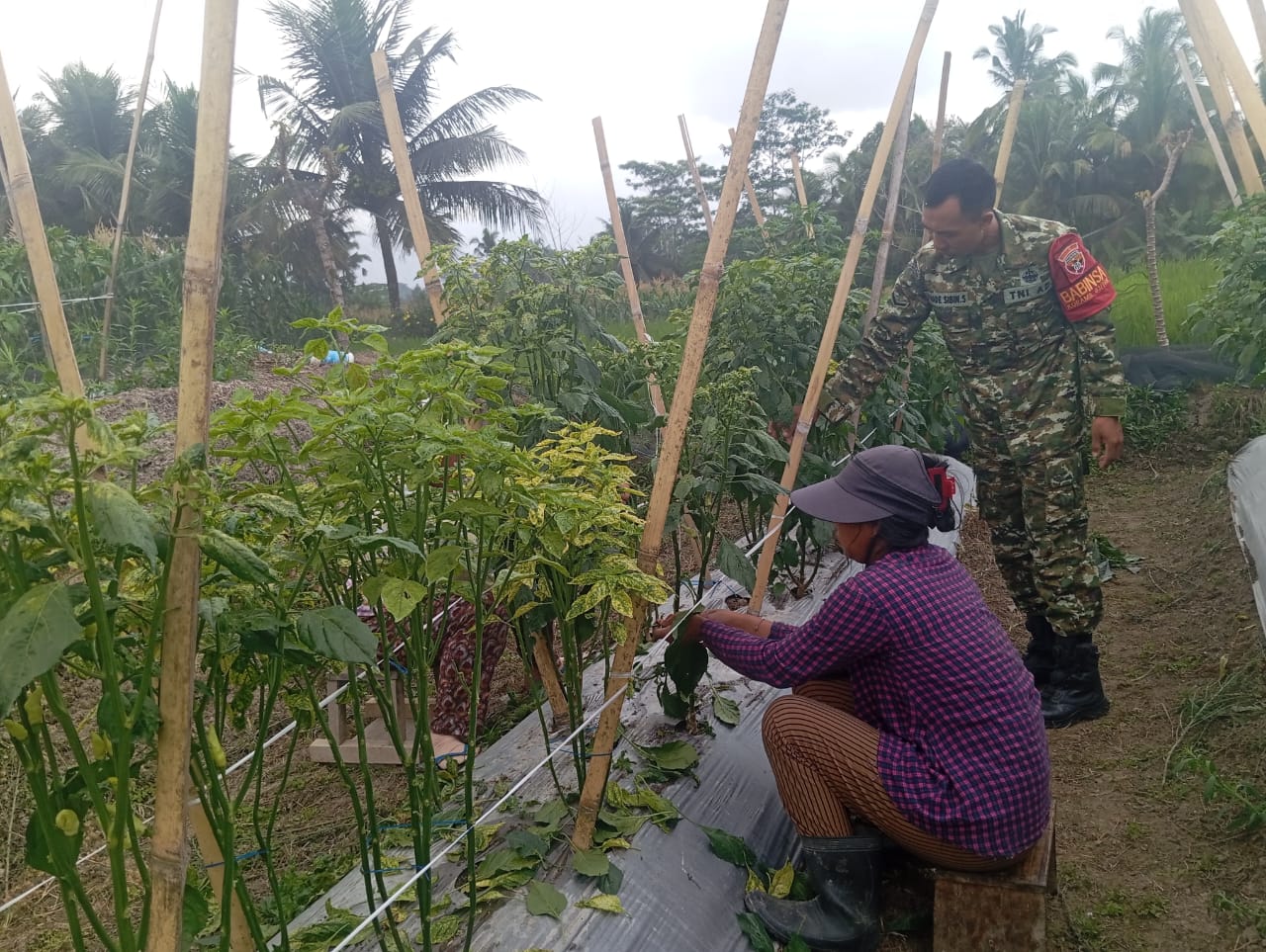 TNI Turut Andil Dalam Peningkatan Hasil Pertanian melalui Pendampingan Petani
