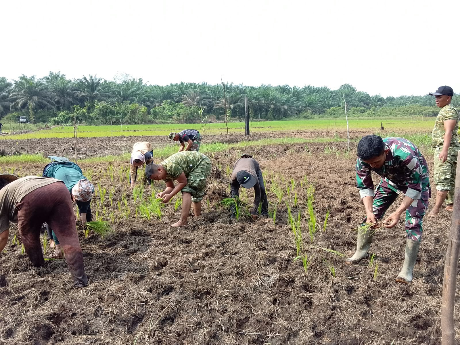 Peran Aktif TNI dalam Pembangunan dan Ketahanan Pangan di Landak