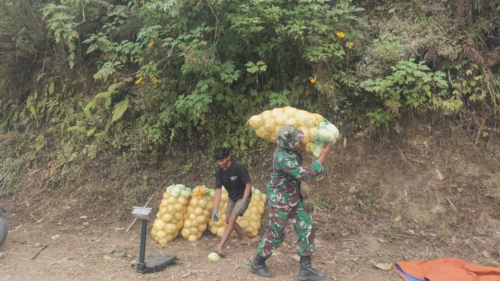 Sinergi TNI dan Petani saat Panen Kol di Desa Taji, Malang Sinergi TNI dan Petani saat Panen Kol di Desa Taji, Malang