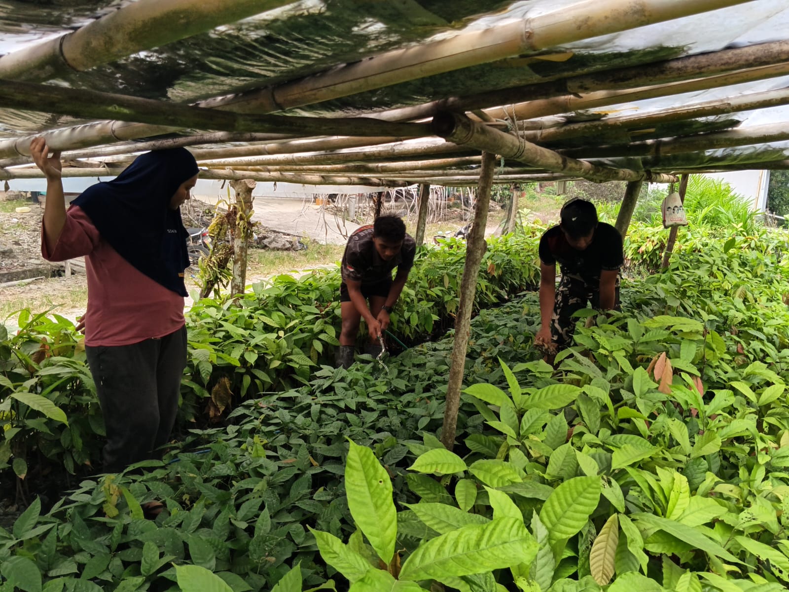 Ibu Hamil di Cendana Dapat Bantuan Satgas TMMD untuk Perawatan Kakao