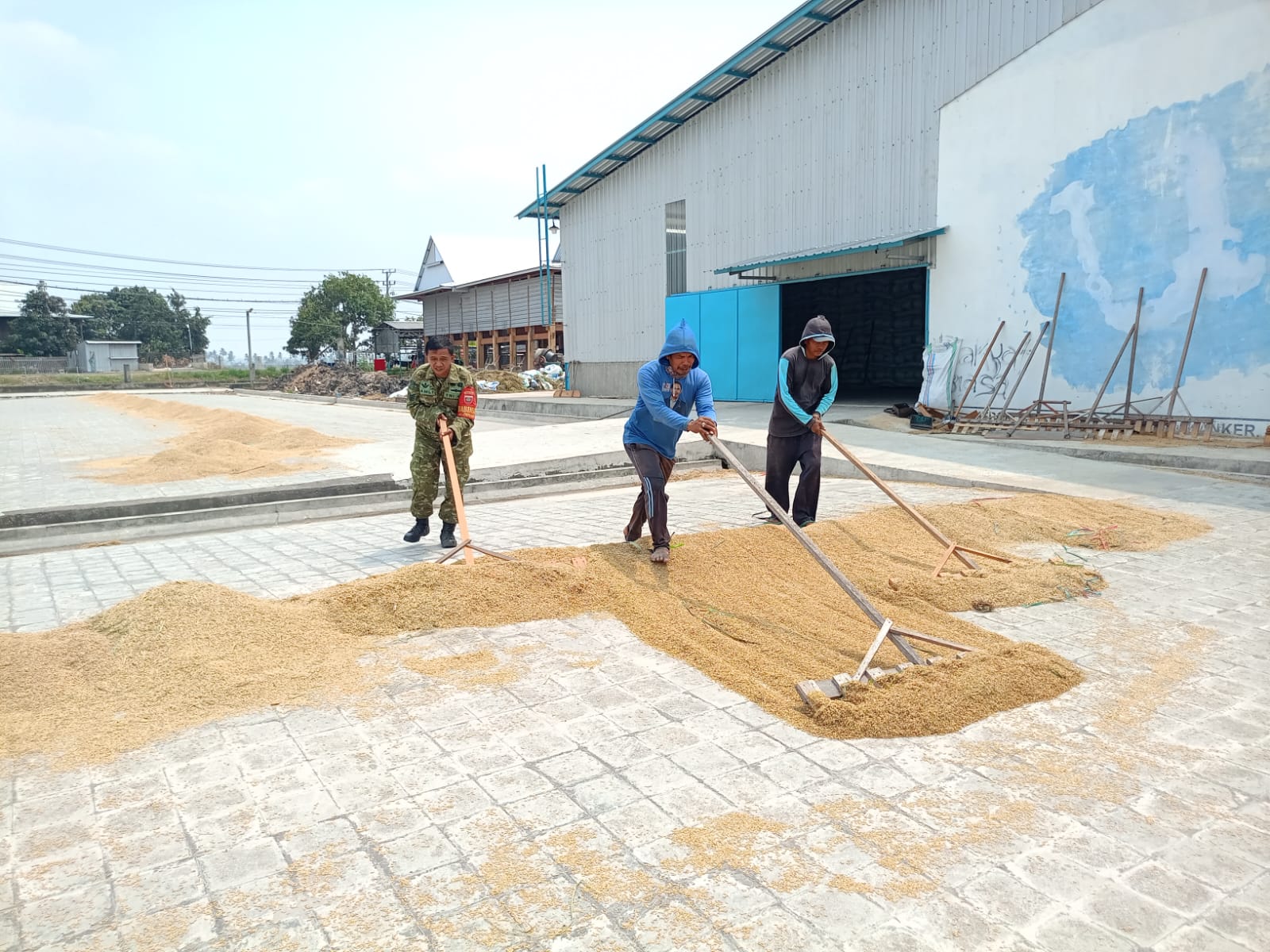 Dukung Penyerapan Hasil Panen, Babinsa Empagae Dampingi Penjemuran Gabah di PB Sri Wahyuni