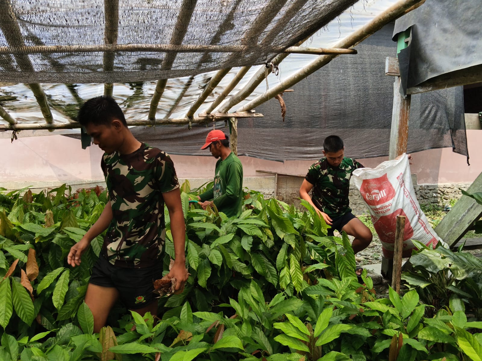 Pelajaran Berharga di Kebun Kakao: Prajurit TMMD ke-130 Kodim 1403/Palopo Menjadi Pembelajar
