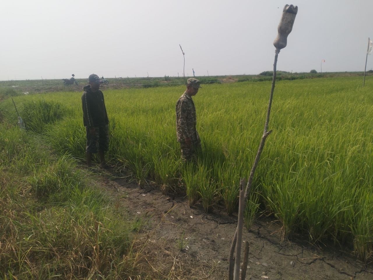 Peran Babinsa dalam Mendukung Pertanian Lokal melalui Pemantauan LTT