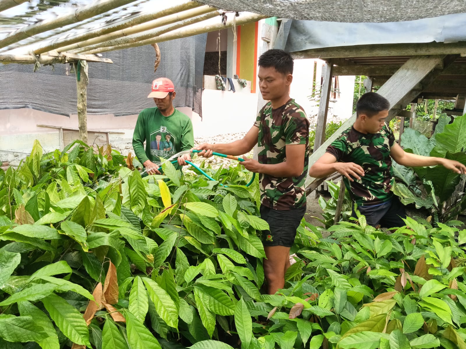 Kebersamaan Prajurit dan Petani: Pembelajaran Merawat Kakao di TMMD