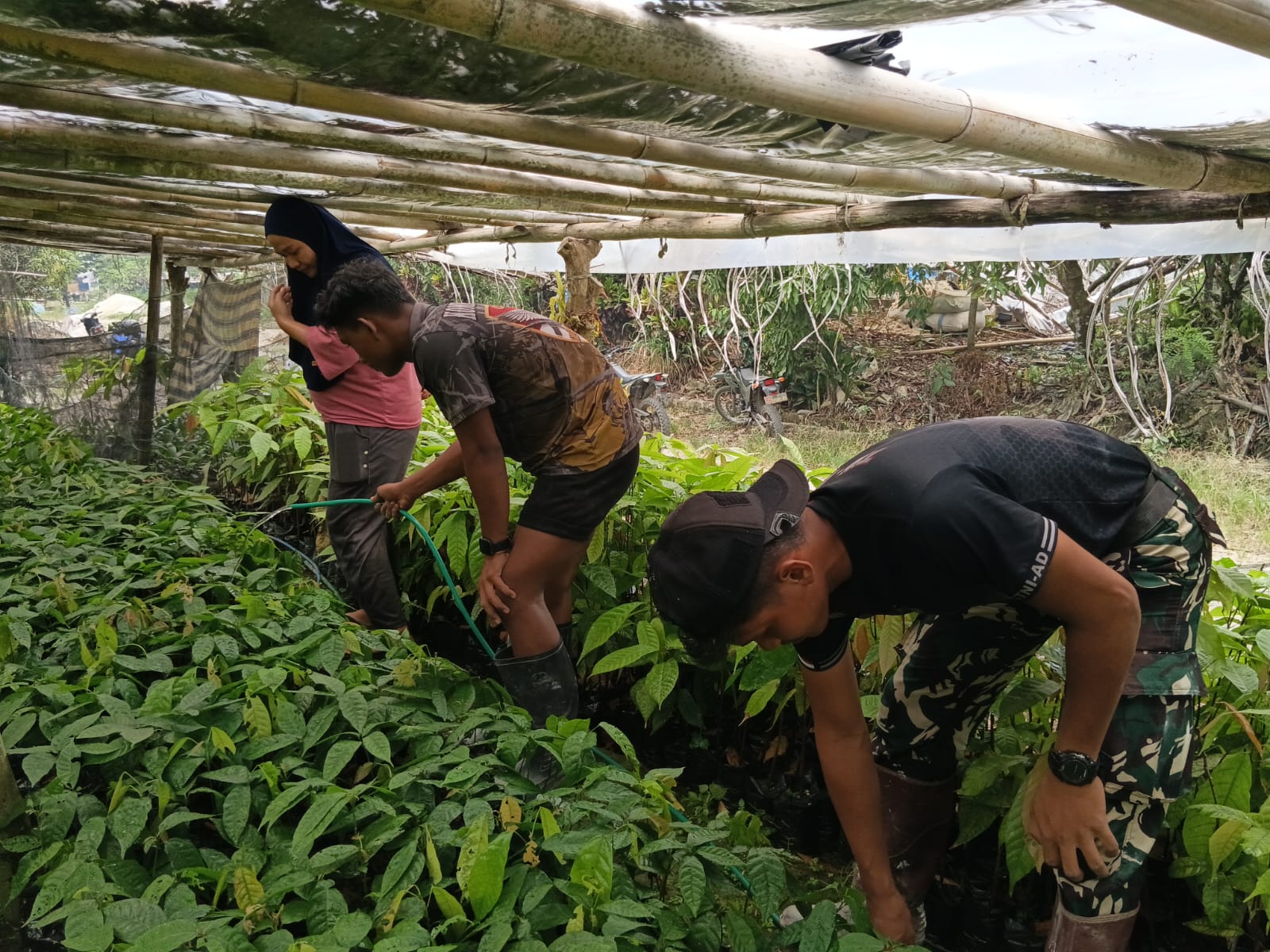 Prajurit TMMD Ke-130 Bantu Ibu Hamil Rawat Kakao untuk Ekonomi Keluarga