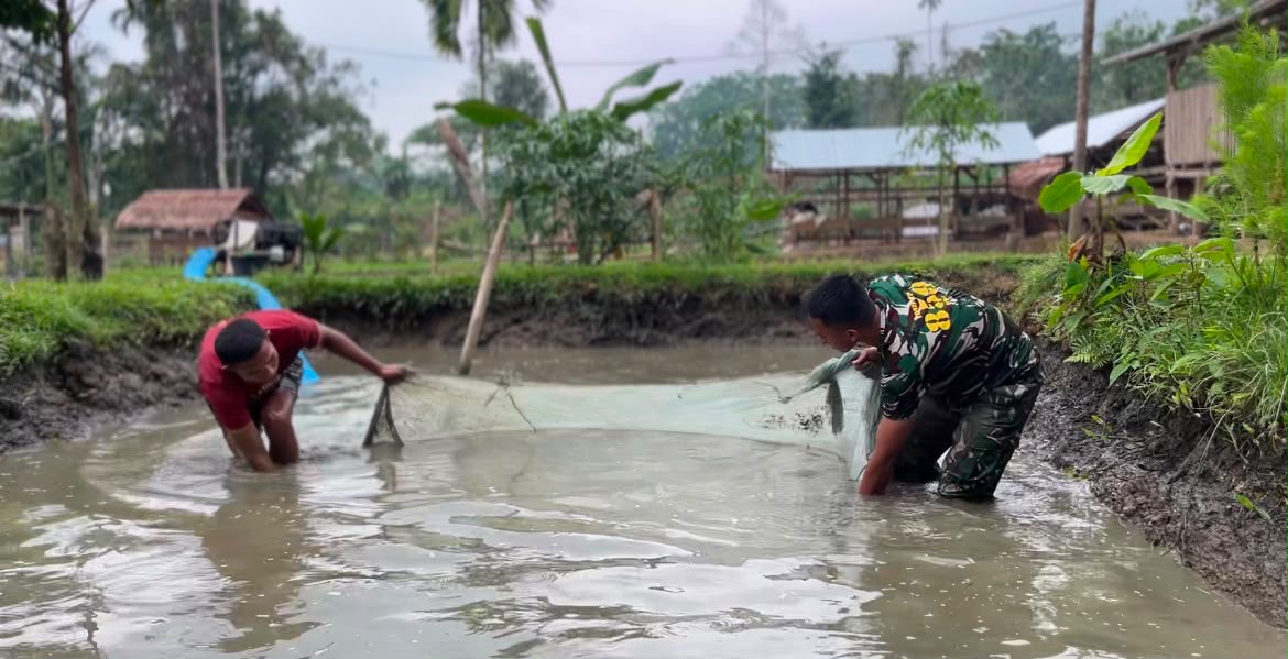 Panen Ikan Lele oleh Yonif TP 859/RBK: Sinergi Prajurit dan Masyarakat Dalam Pangan